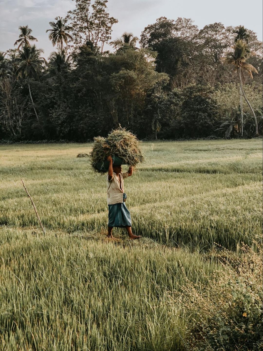 How Heartland Connects Sri Lankan Farmers to the World